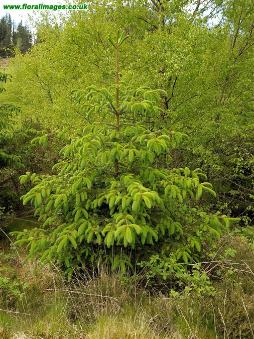 Picea sitchensis