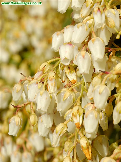 Pieris japonica