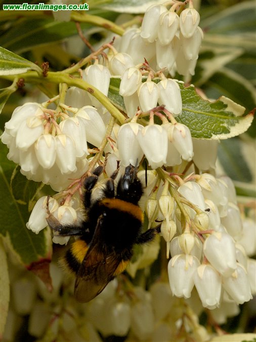 Pieris japonica