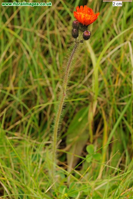 Pilosella aurantiaca