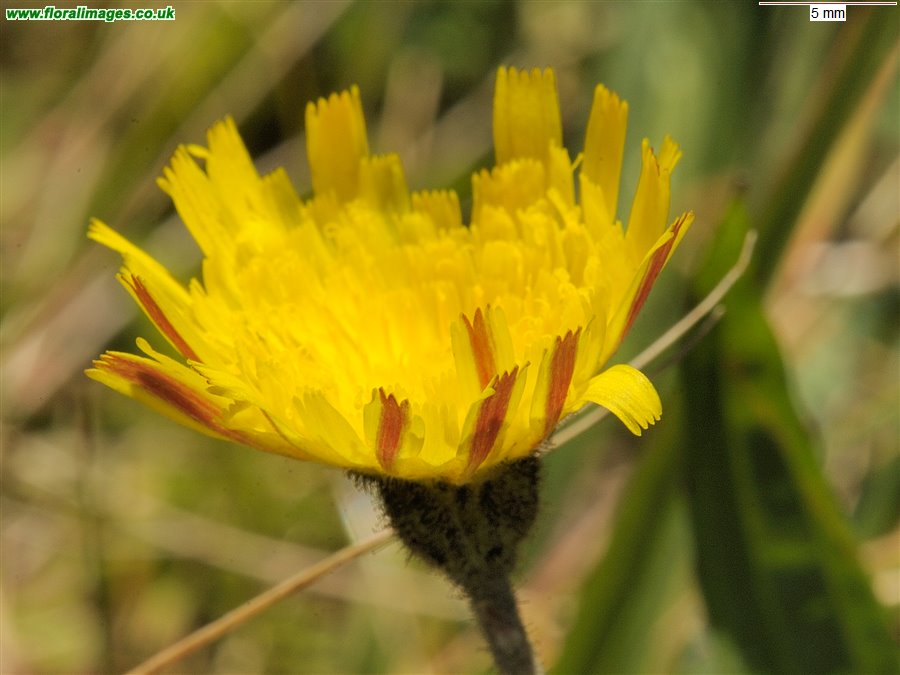 Pilosella officinarum