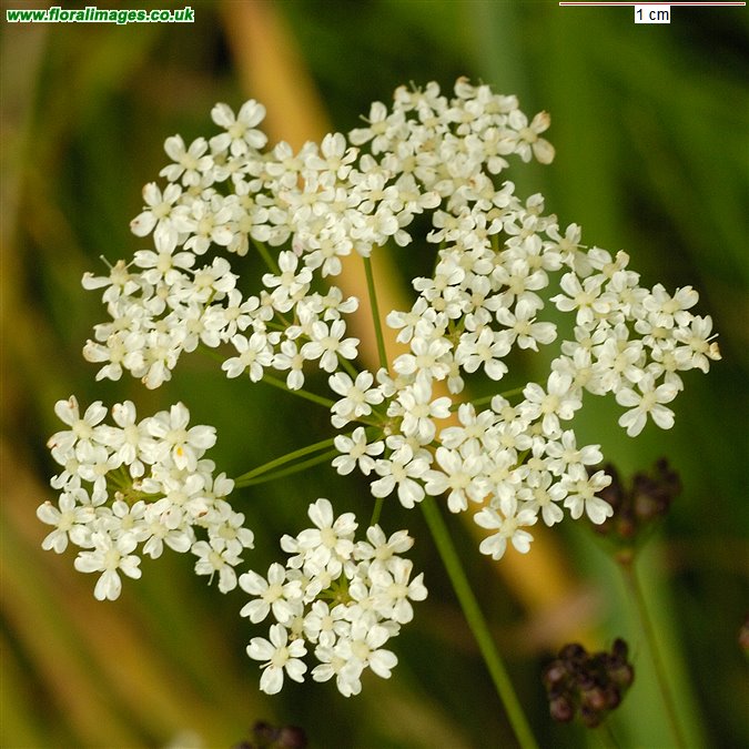 Pimpinella saxifraga