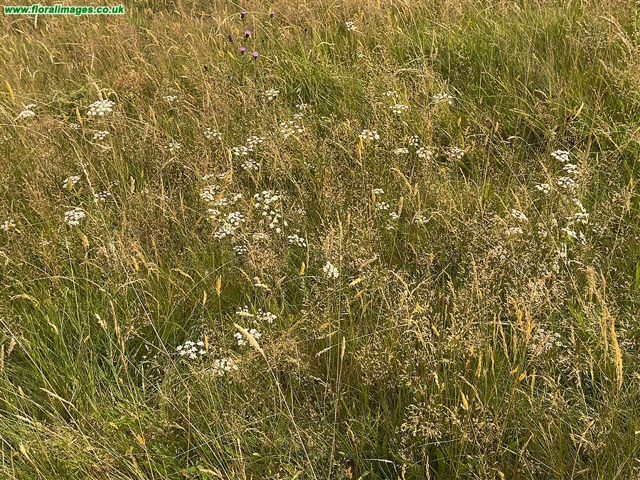 Pimpinella saxifraga