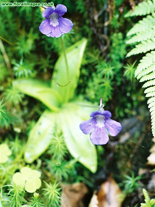 Pinguicula grandiflora