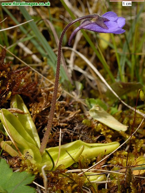 Pinguicula vulgaris