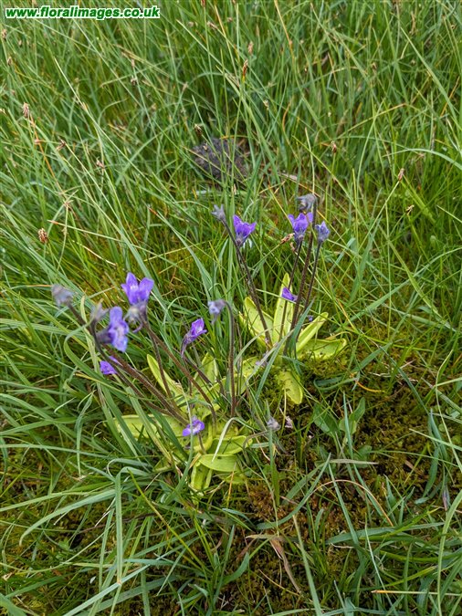 Pinguicula vulgaris