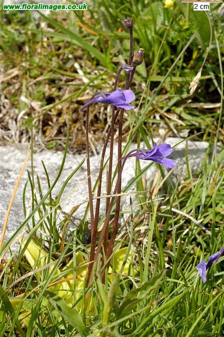 Pinguicula vulgaris