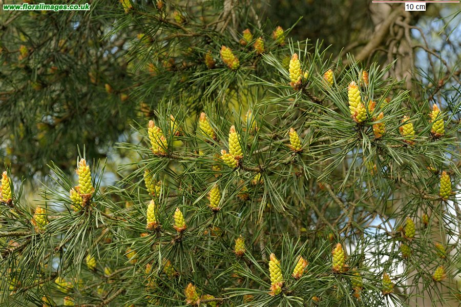 Pinus sylvestris