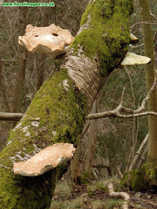 Piptoporus betulinus