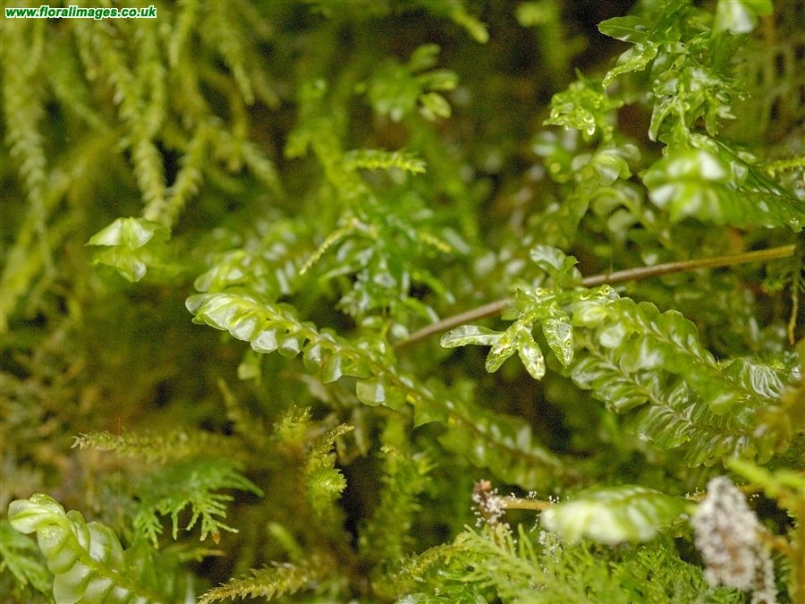 Plagiochila asplenioides
