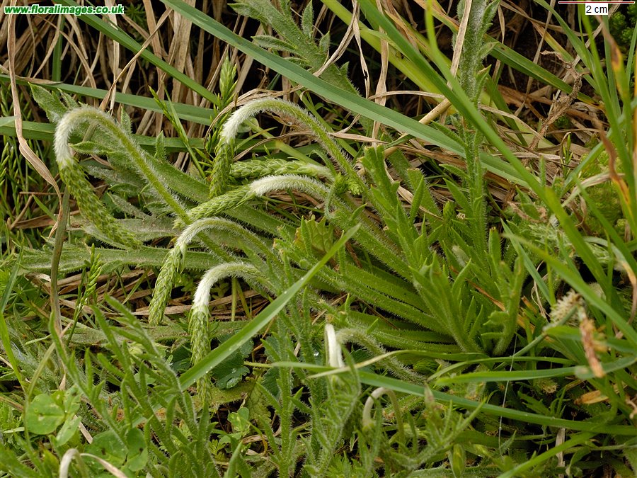 Plantago coronopus