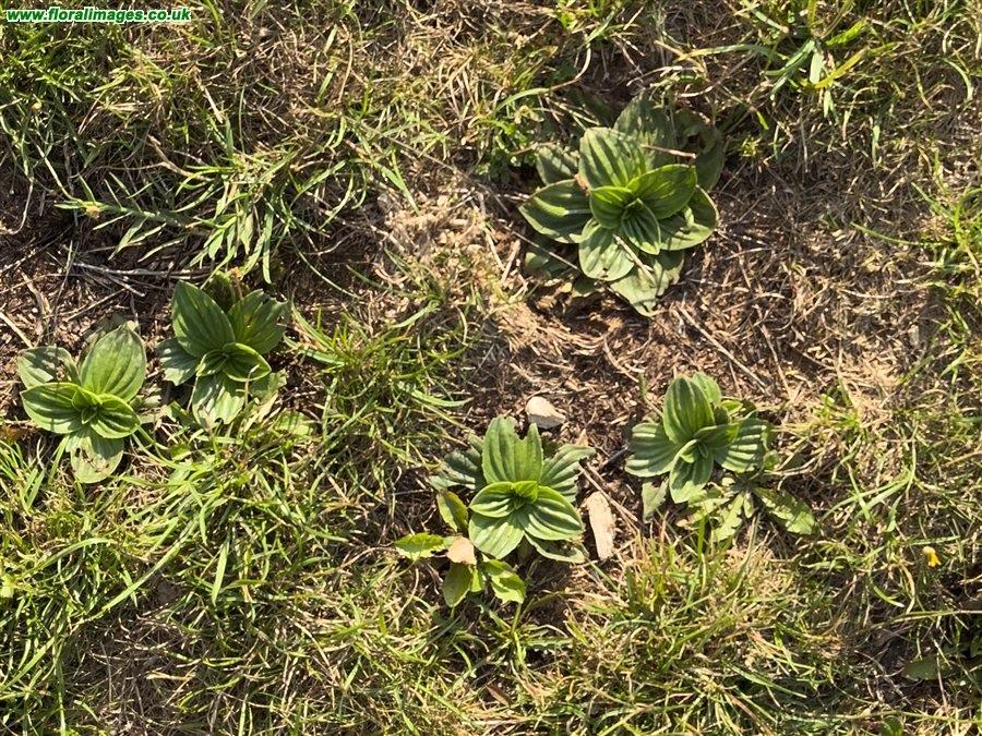 Plantago media