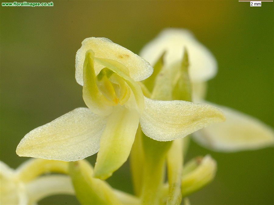 Platanthera bifolia