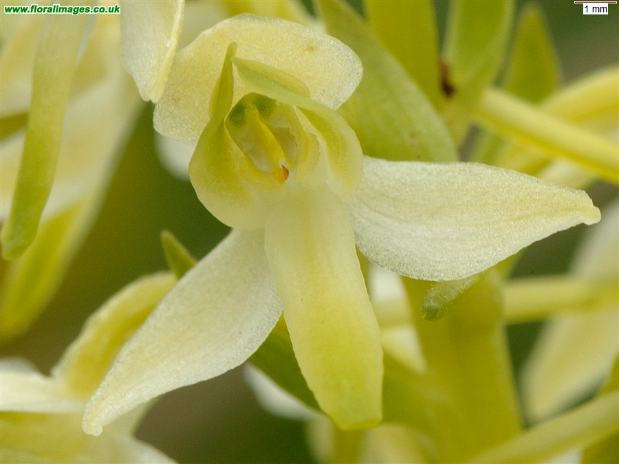 Platanthera bifolia