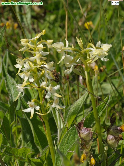 Platanthera chlorantha and bifolia