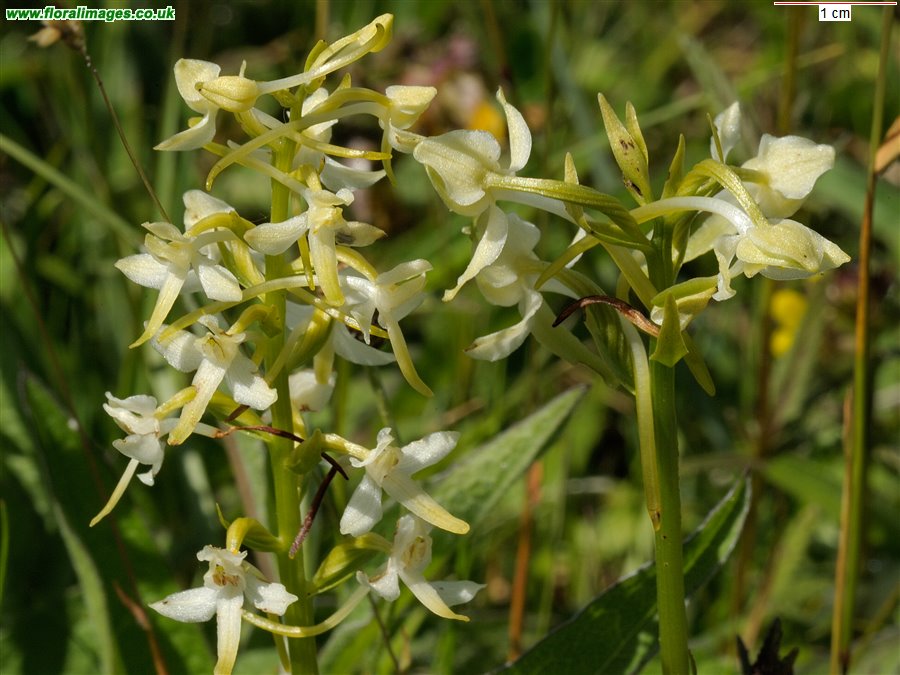 Platanthera chlorantha and bifolia