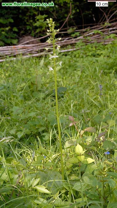 Platanthera chlorantha
