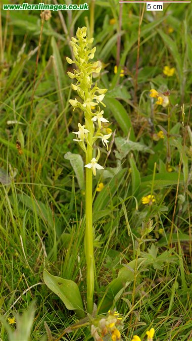Platanthera x hybrida