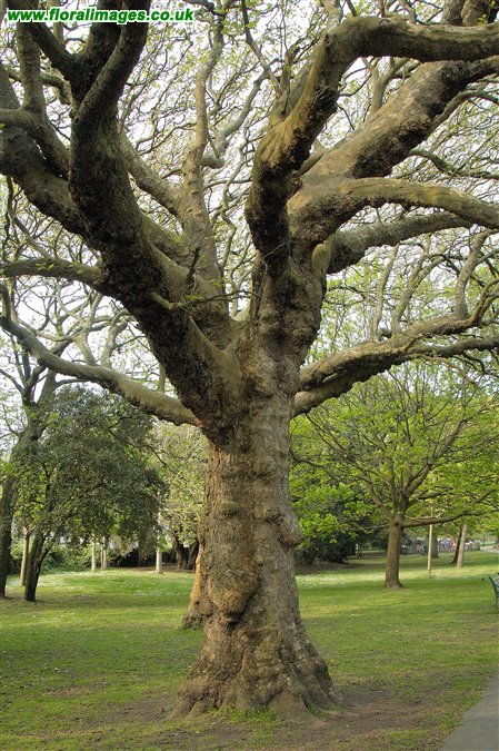 Platanus orientalis