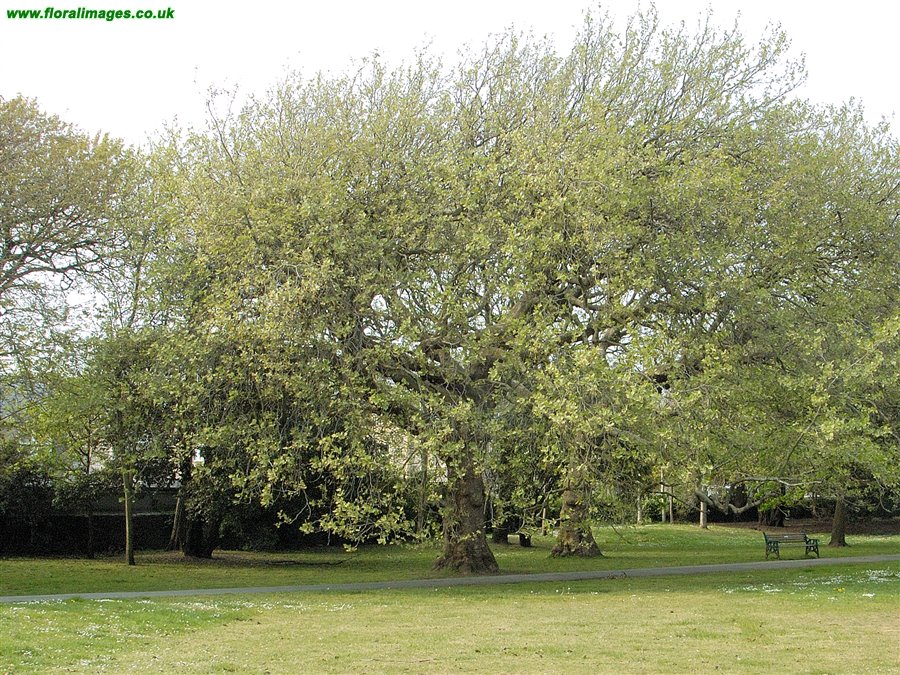 Platanus orientalis