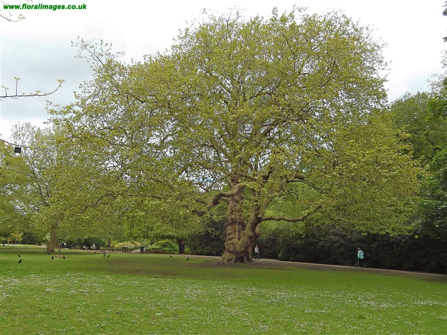 Platanus orientalis