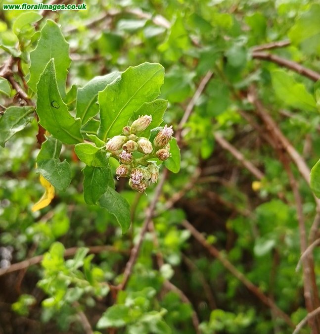 Pluchea indica
