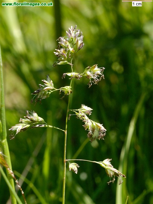 Poa trivialis