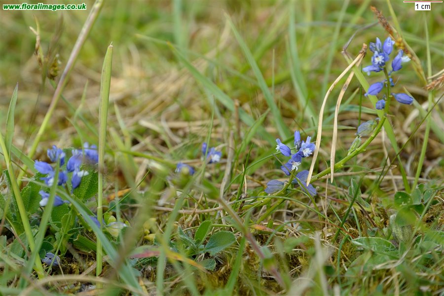 Polygala calcarea