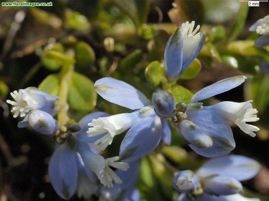 Polygala vulgaris