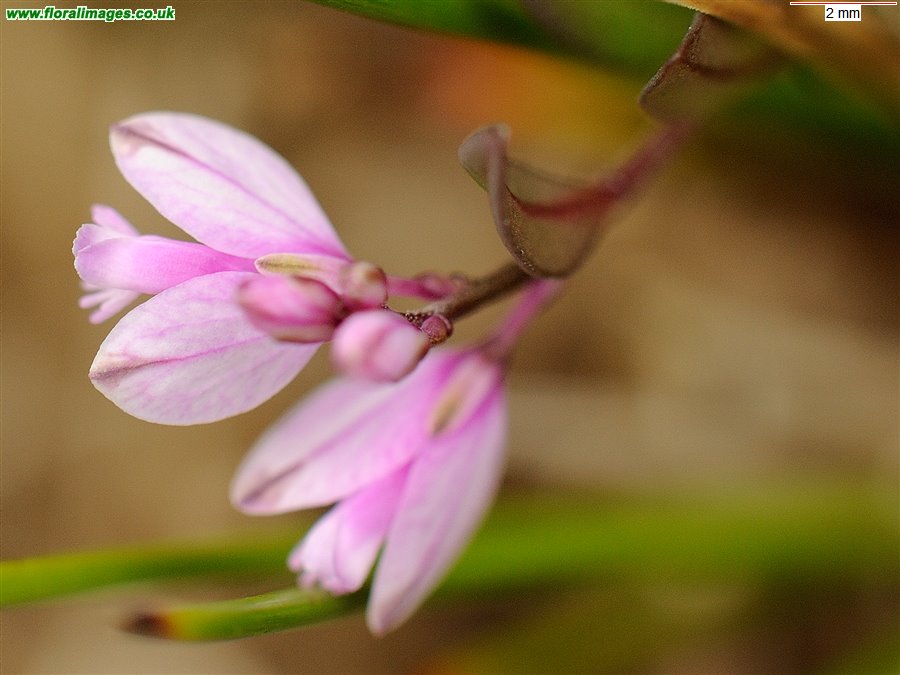Polygala vulgaris