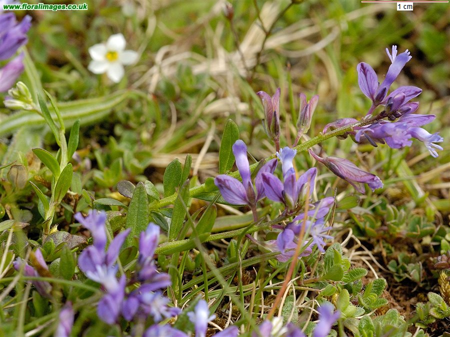 Polygala vulgaris