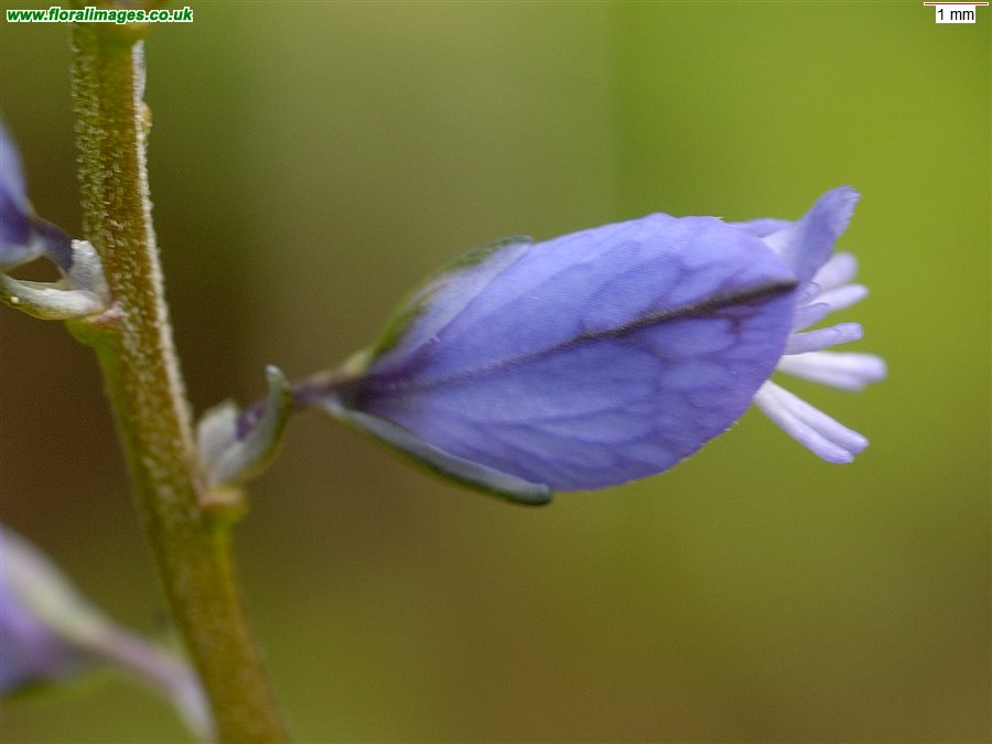 Polygala vulgaris