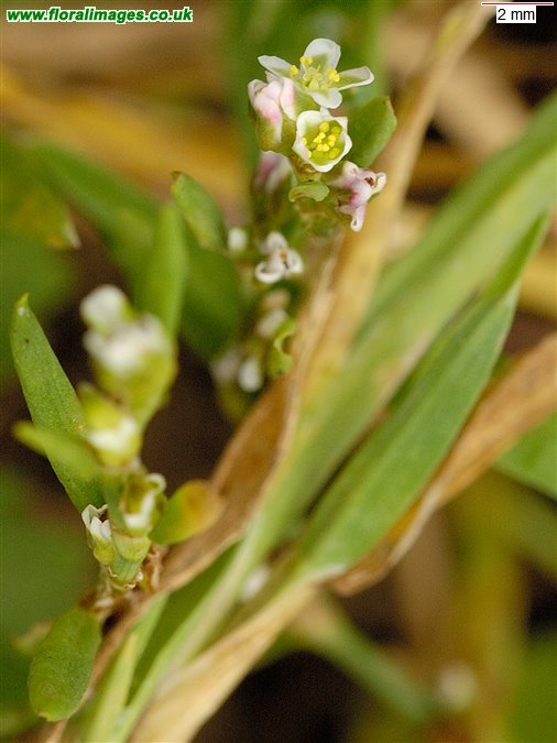 Polygonum aviculare