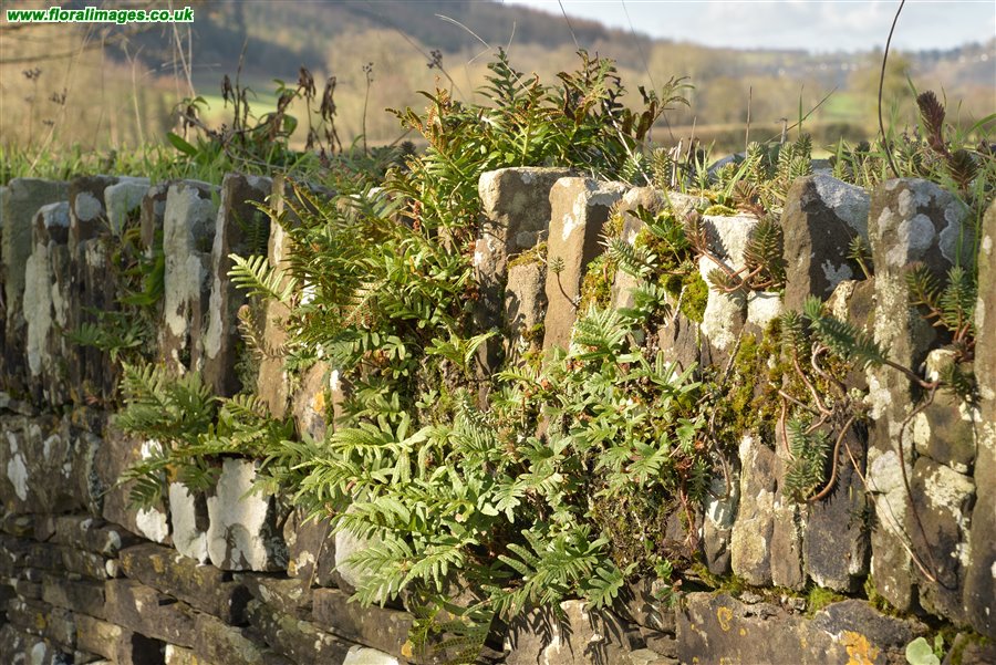 Polypodium cambricum
