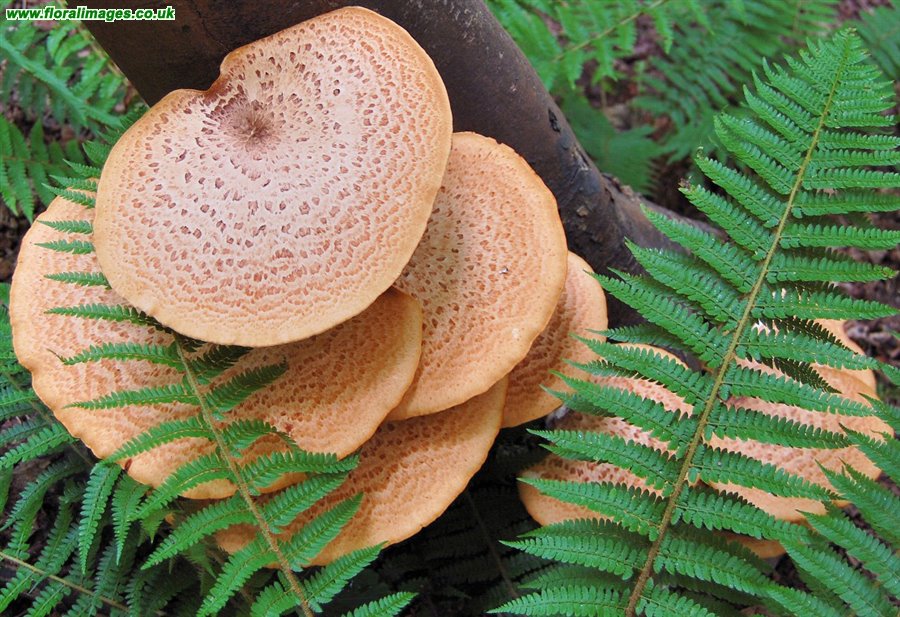 Polyporus squamosus
