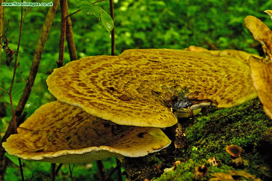 Polyporus squamosus