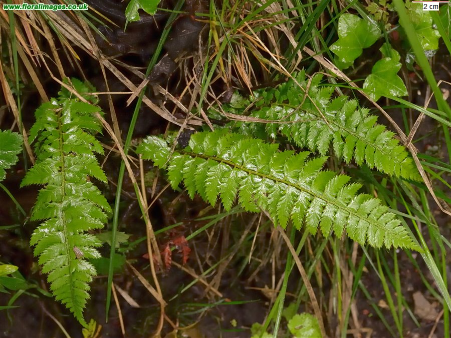 Polystichum aculeatum