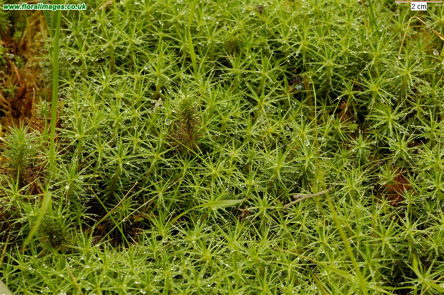 Polytrichum commune