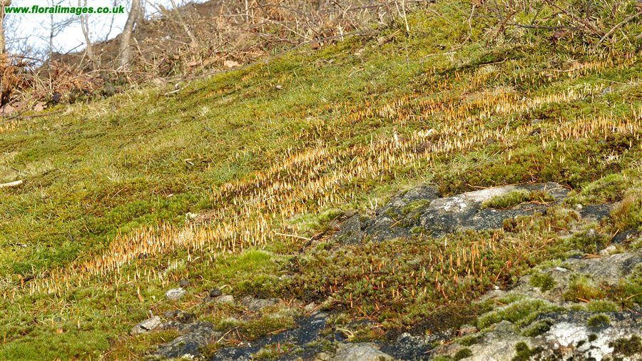 Polytrichum juniperinum