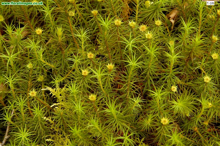Polytrichum juniperinum