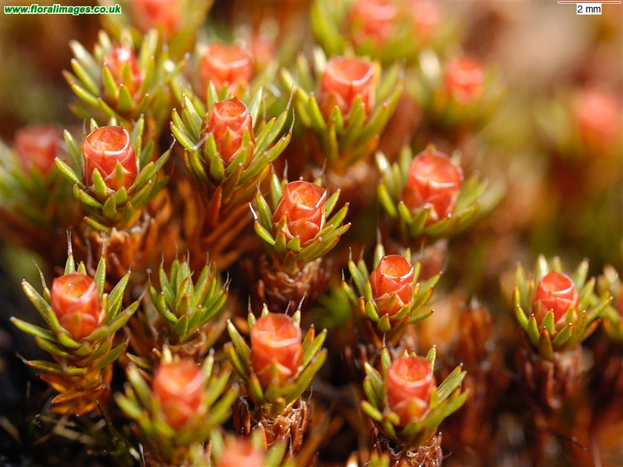 Polytrichum piliferum