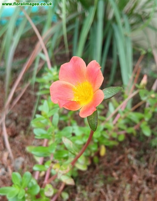 Portulaca umbraticola