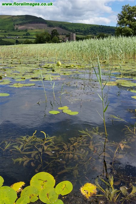 Potamogeton lucens