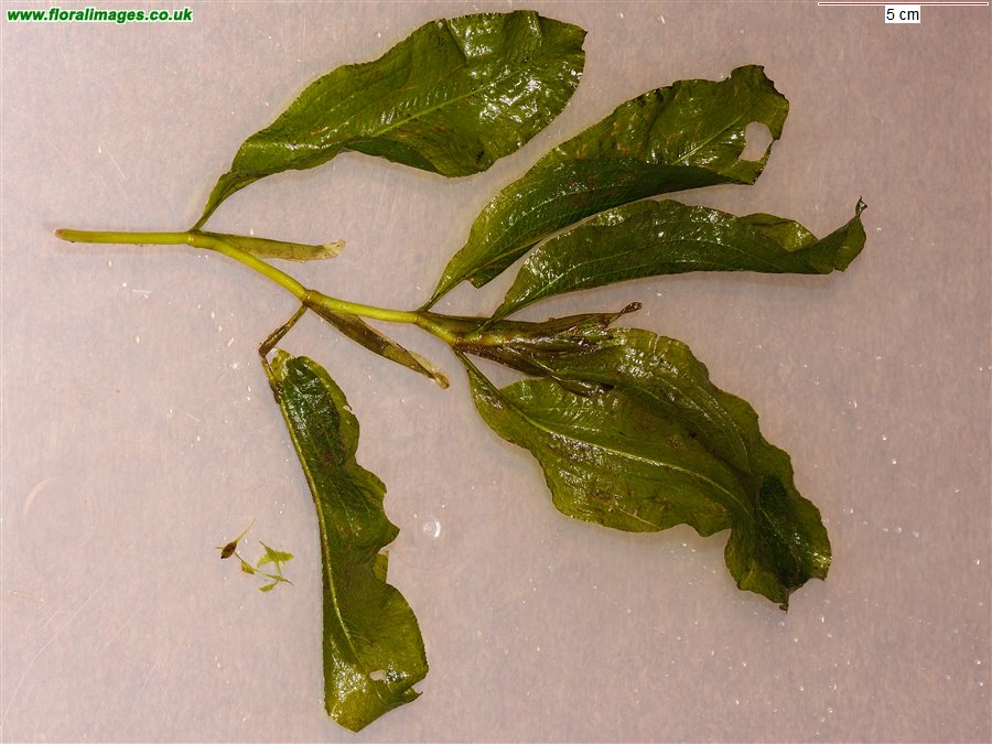 Potamogeton lucens
