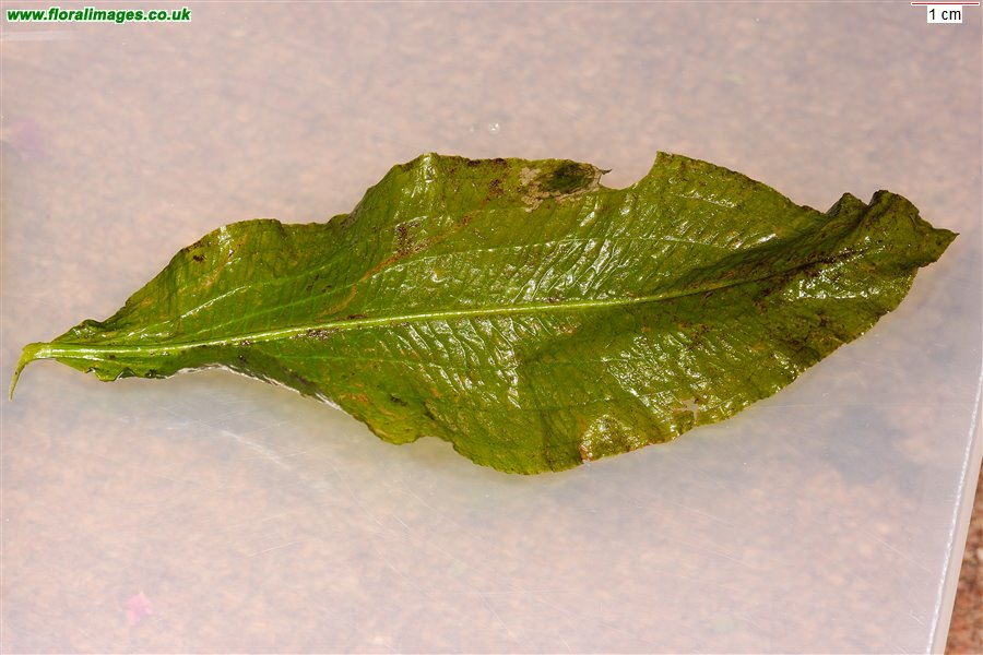 Potamogeton lucens