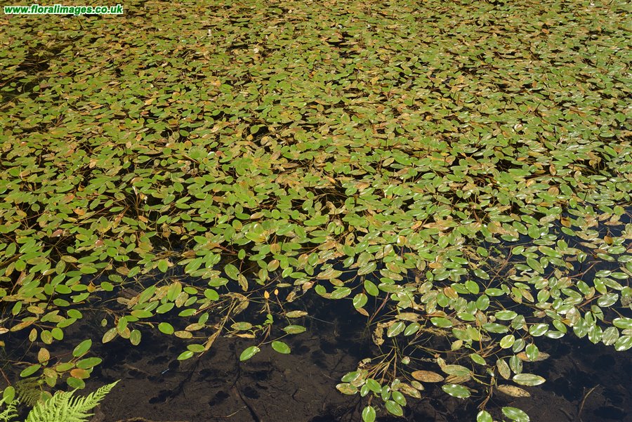 Potamogeton natans