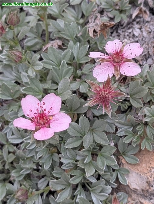 Potentilla nitida
