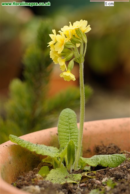 Primula elatior