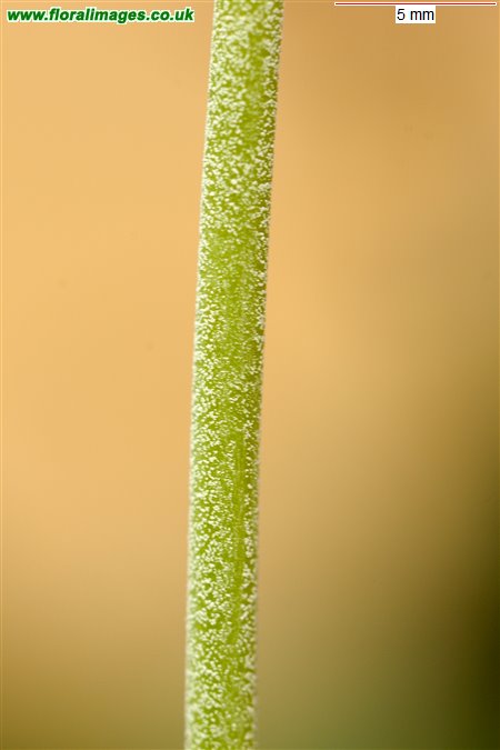 Primula farinosa
