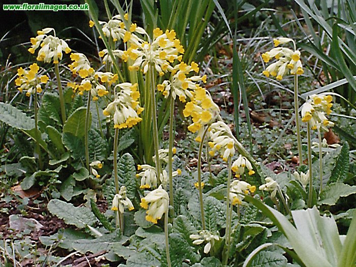 Primula veris